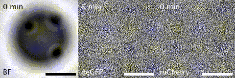Protein partitioning